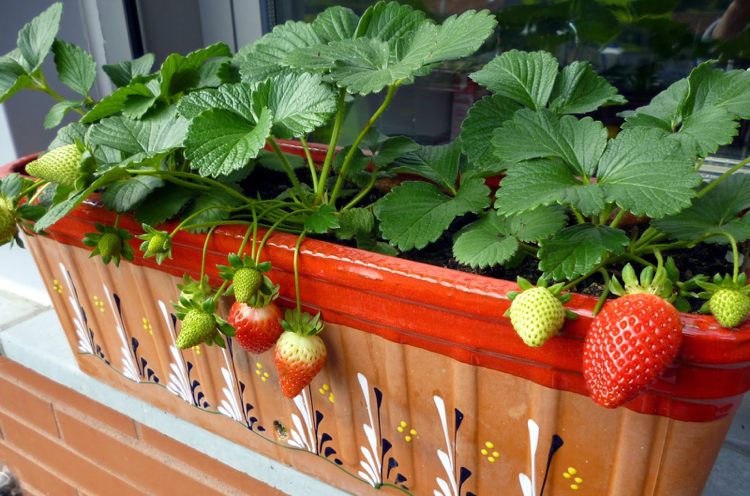 Plantera jordgubbar på balkongfönsterlådan frukt
