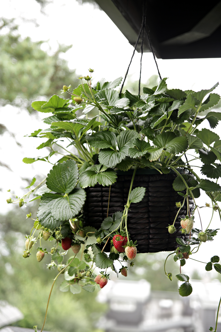 Hängande jordgubbar hängande korgar vård