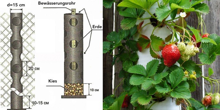 Plantera jordgubbar i röret vertikalt åtskilda dimensioner