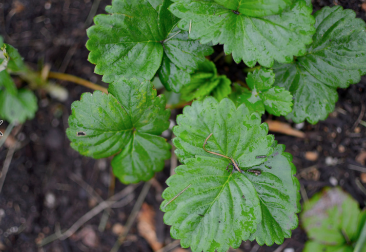 Plantera jordgubbar utomhus, vattna gröna blad