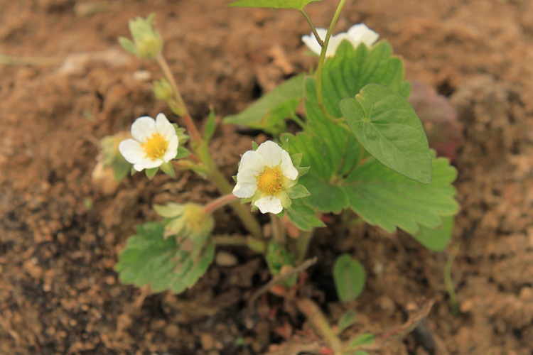 bästa tiden att plantera jordgubbar