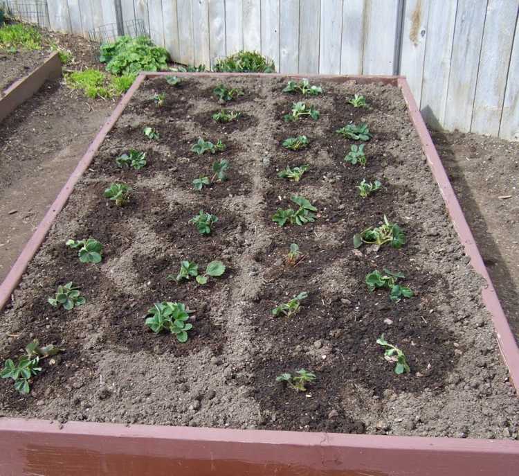 Plantera jordgubbar i upphöjda sängar Vattna unga växter