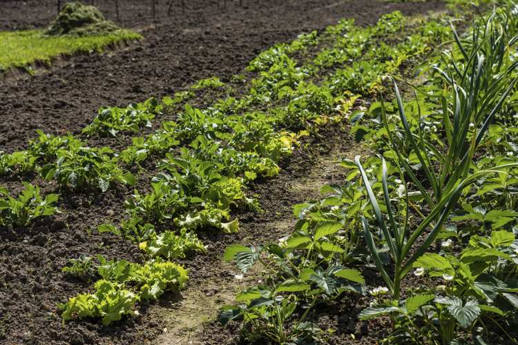 Jordgubbar, sallad, purjolök, spenat, plantera goda grannar tillsammans
