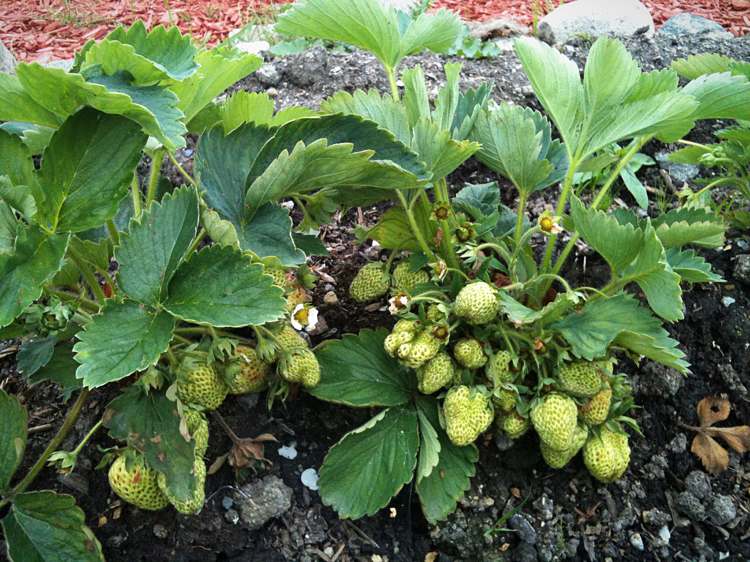 Jordgubbar vita blommor gröna frukter
