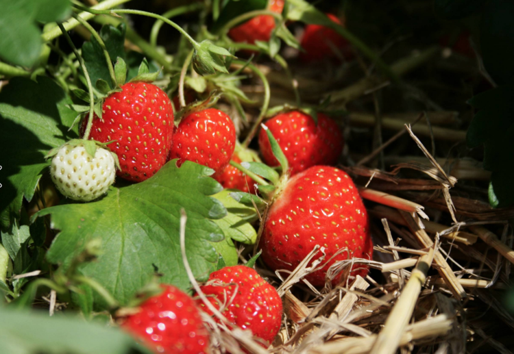 Jordgubbar bär frukt juni sommar