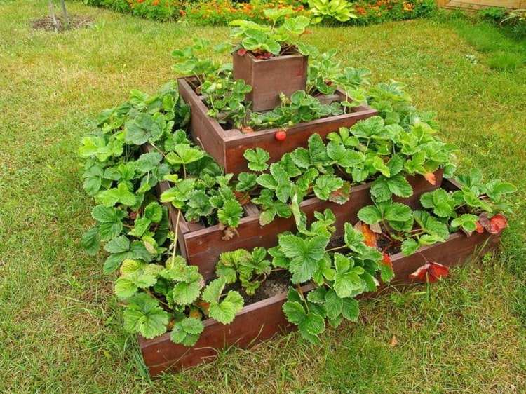 Skörda jordgubbar i din egen trädgård - odla lättskött frukt