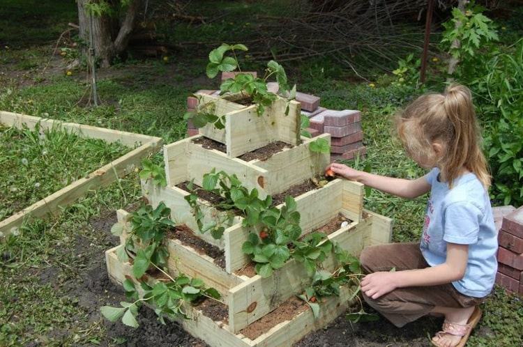 För att spara utrymme, odla jordgubbar vertikalt för små trädgårdar