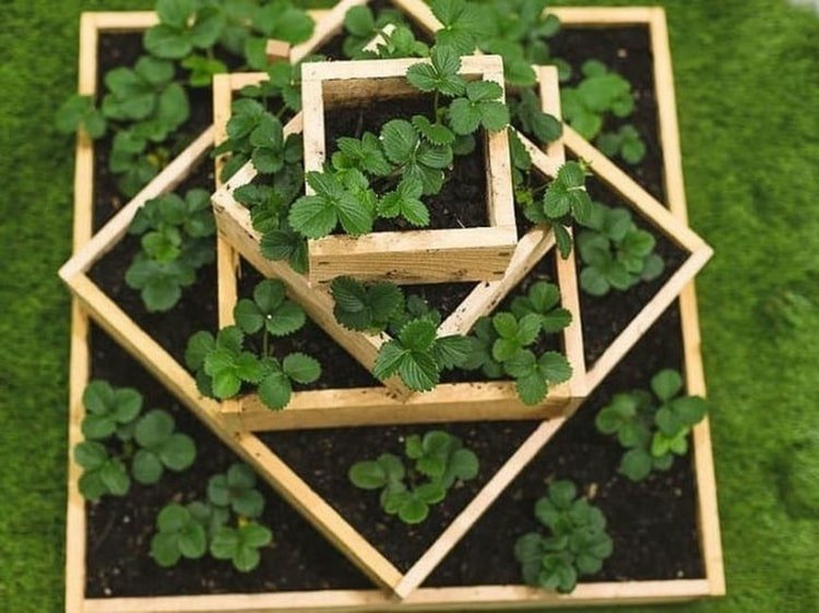 Bygg din egen jordgubbspyramid med förskjutna rutor från träskivor