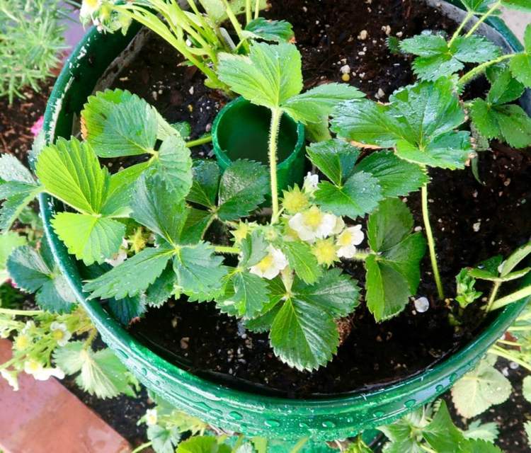 Strawberry Tower plantor PVC -rör