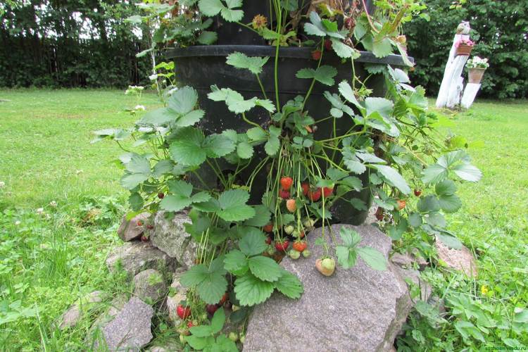 Strawberry Tower växt plast badkar hål