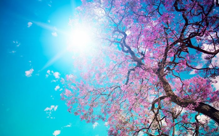 våren träd blommar rosa sol vitamin d