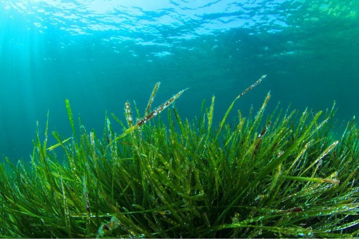 spirulina alg sötvatten hav odla näring hälsosam