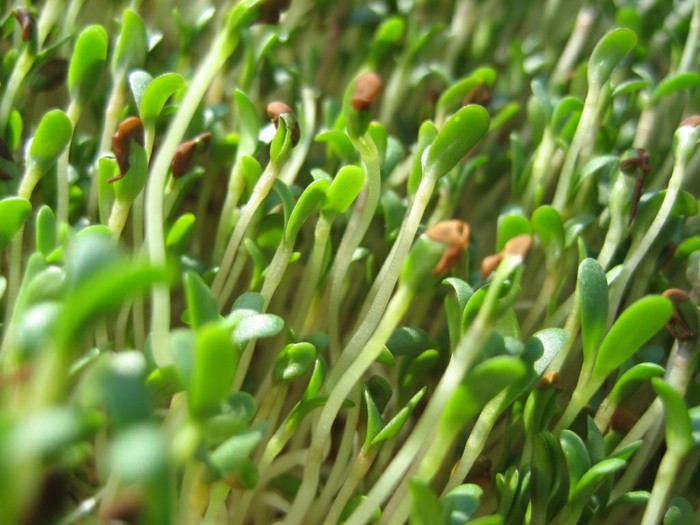 alfalfa groddar växtmat vegan hälsosam