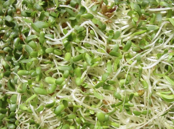näring med plantor alfalfa groddar diet grönsaker
