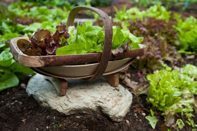 färska sallader gröna blad sallad skörda din egen trädgård