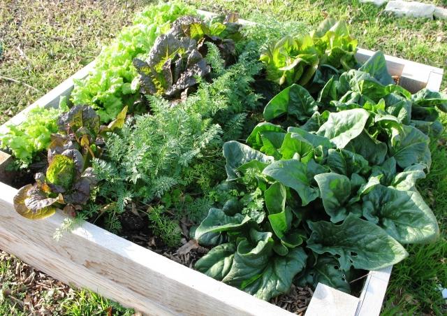 färska sallader vår trädgård skörd hälsosam