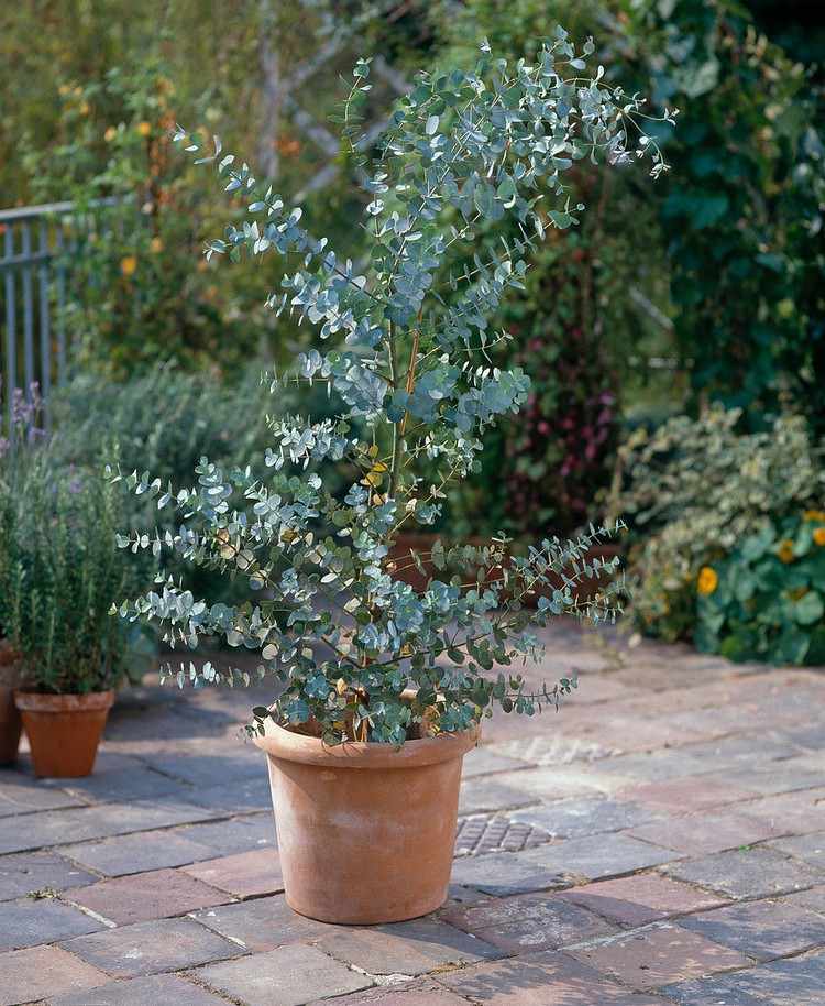 Eucalyptus gunnii cider tuggummi eukalyptus i en kruka på terrassen