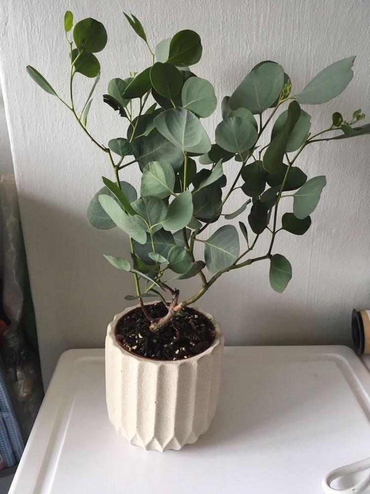 Eukalyptus som ett skötselråd för krukväxter