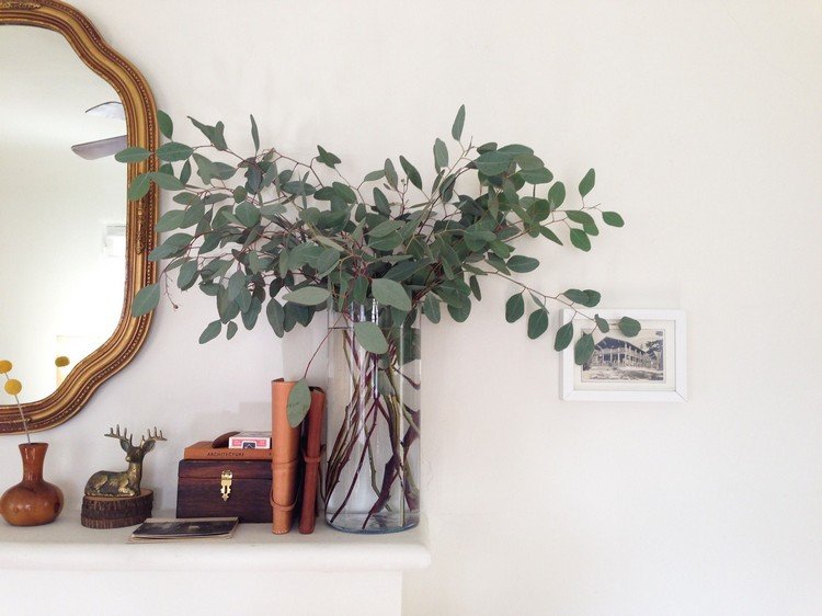 Dekorera din lägenhet med eukalyptusträd