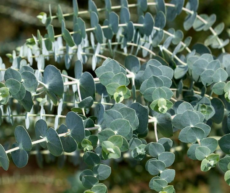 Blågröna eukalyptusblad med silverglans
