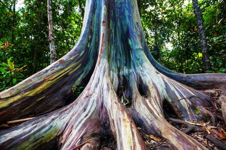 eukalyptusträd blått tuggummi träd feber träd i Australien är infödd till vintergröna