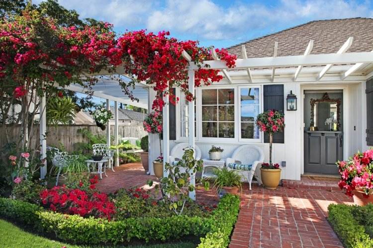 Exotiska växter bougainvillea-trippelblomma-röd-klättrare-trädgård-pergola