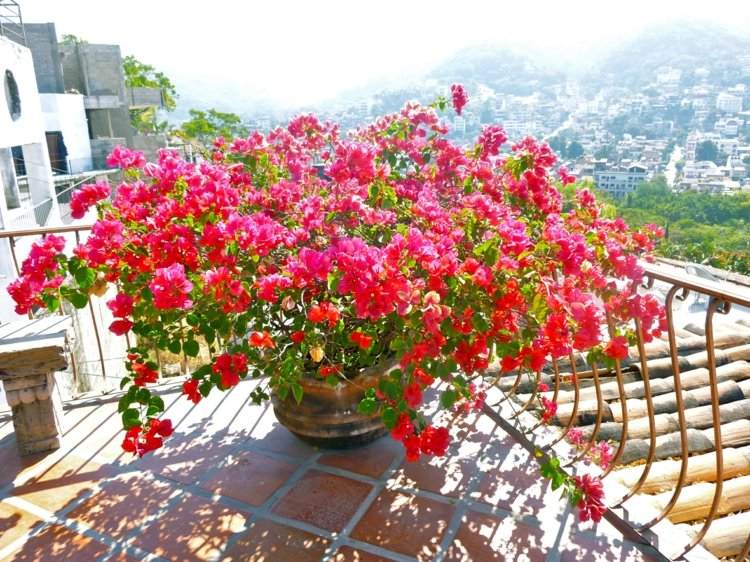 Exotiska växter bougainvillea-triplet-buske-terrakotta-kruka-terrass-balkong