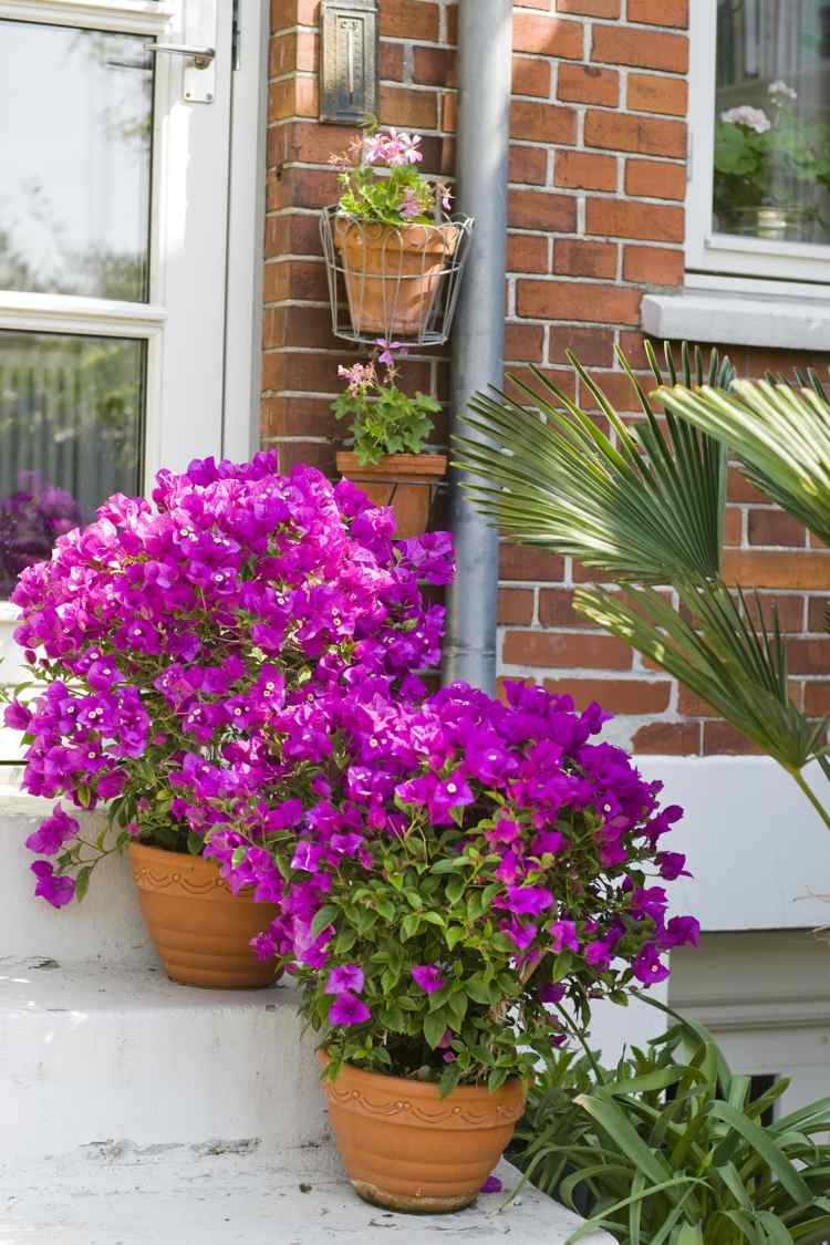 Exotiska växter bougainvillea-triplet blomkruka växt-rosa-blommor-terrakotta-kruka-trädgård