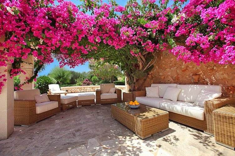 Exotiska växter bougainvillea-trippelblomma-rosa-klättrare-pergola-trädgård-rottingmöbler