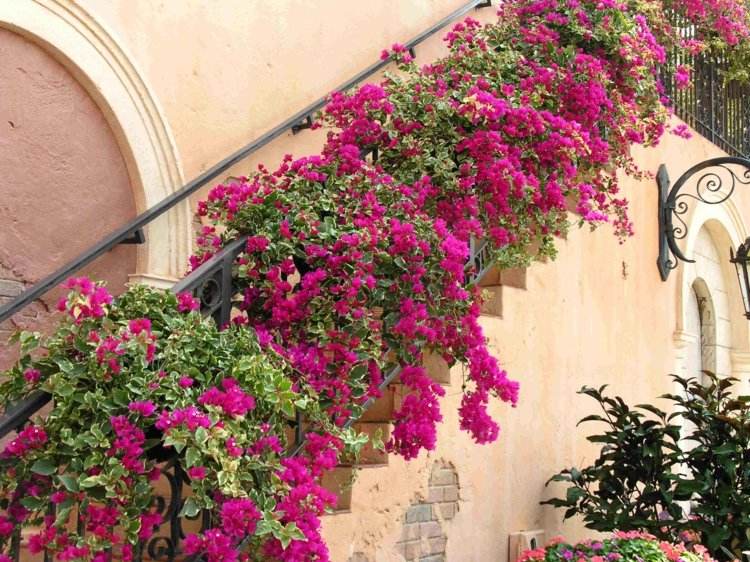 exotiska växter-bougainvillea-triplet-blomma-rosa-järn-räcke-klättrare