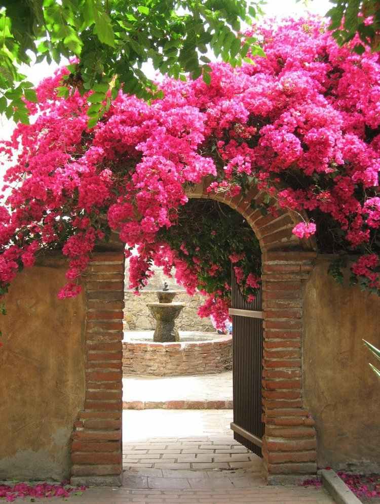 exotiska växter-bougainvillea-trilling-blomma-tegel-vägg-dekoration-rosa-blommor