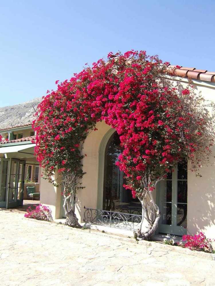 exotiska växter-bougainvillea-trippel-blomma-träd-blomma-båg-röd