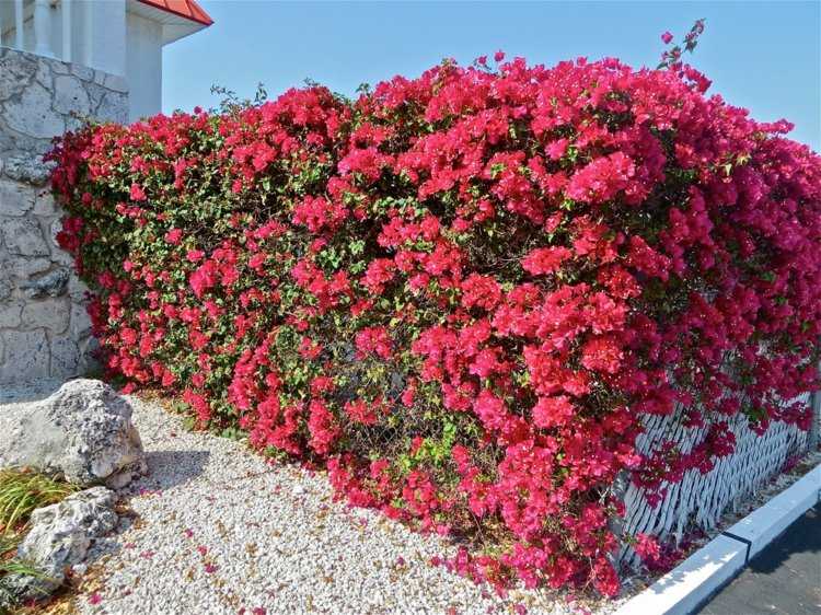 exotiska växter-bougainvillea-triplett-blomma-sekretess-skärm-vit-staket-röda blommor