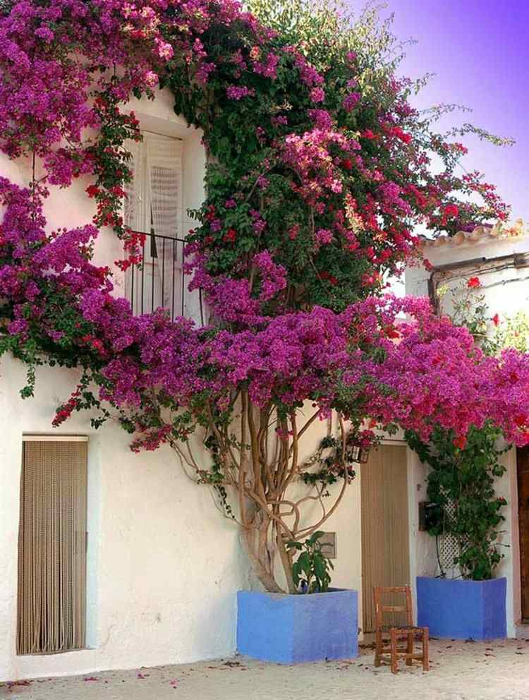 exotiska växter-bougainvillea-triplett-blomma-klättrare-hus-fram-röd-lila