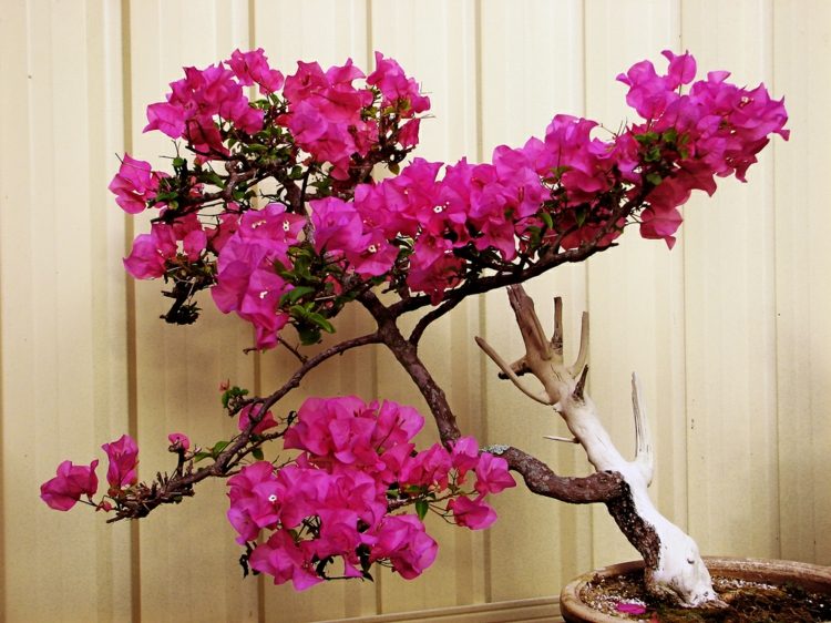 exotiska växter-bougainvillea-triplet-blomma-bonsai-träd-rosa-blad