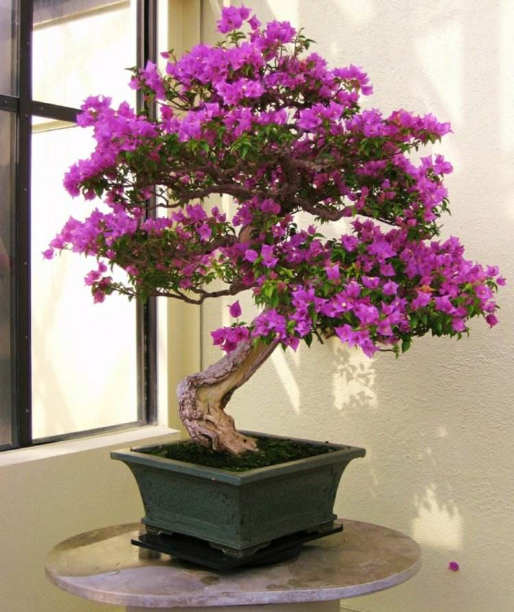 exotisk-växt-bougainvillea-triplet-blomma-bonsai-lila-blomma-grön-kruka