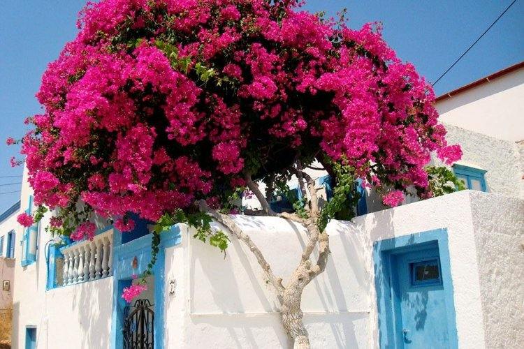 Exotiska växter bougainvillea-trilling-träd-stora-rosa-blommar