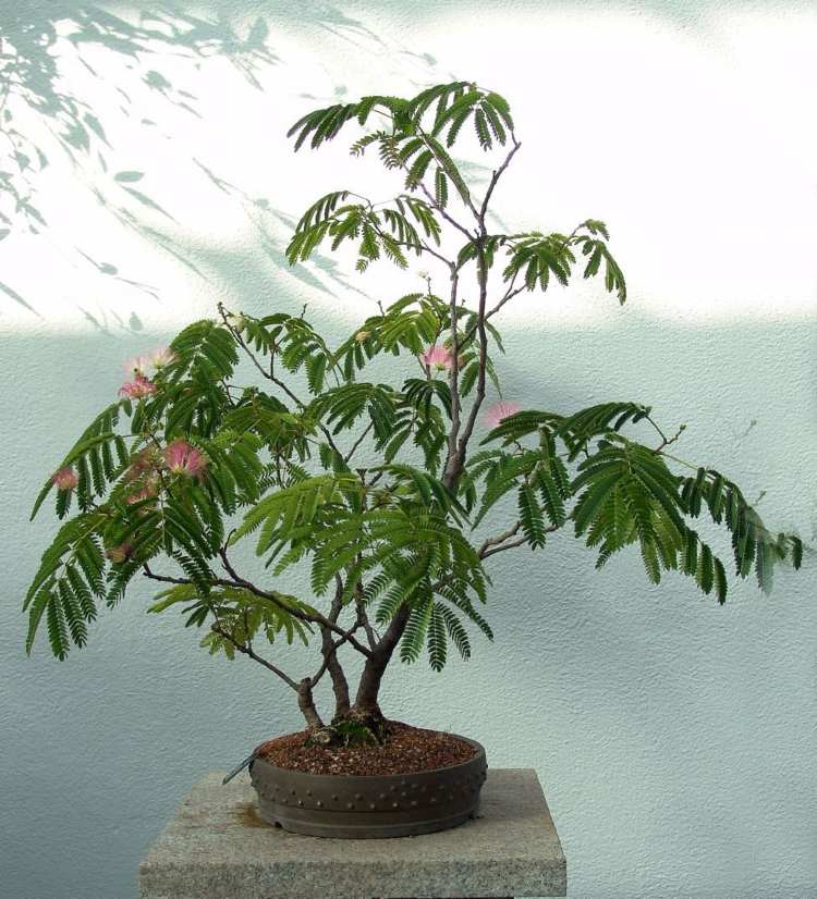 exotiskt vardagsrum inomhus växter mimosa-bonsai-rosa-blommande