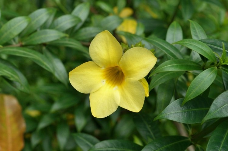 exotiska-vardagsrum-krukväxter-allamanda-cathartica-guld trumpet