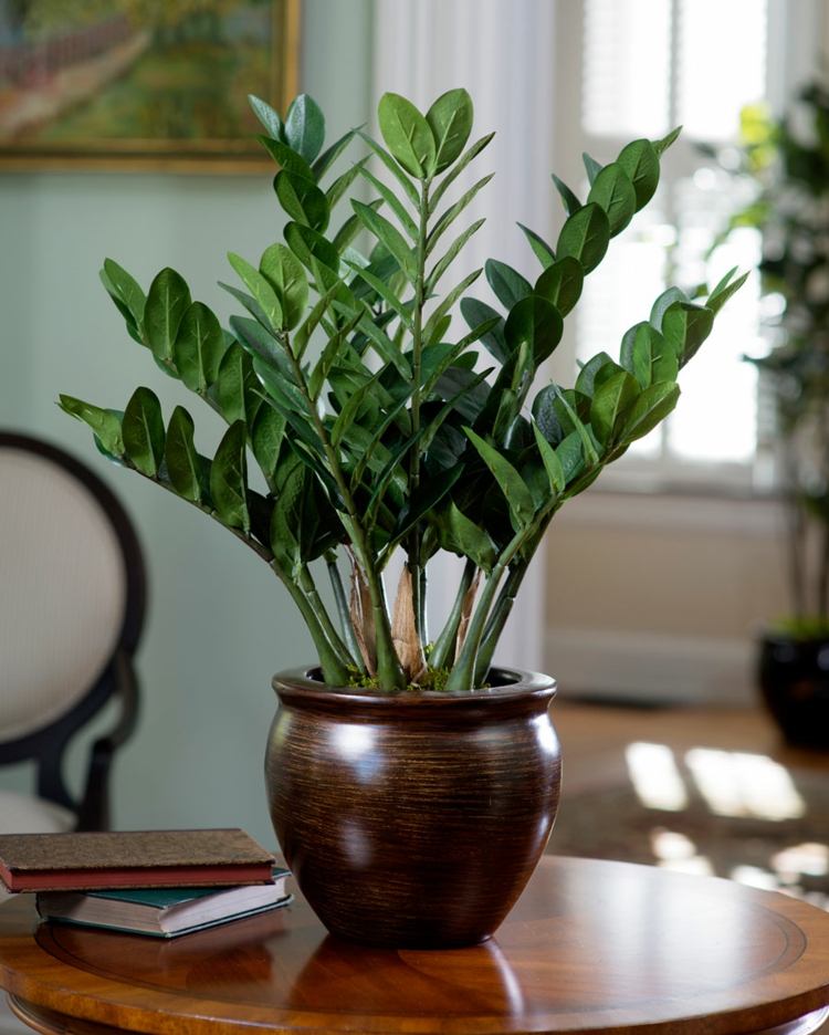 exotiska-vardagsrum-krukväxter-zamioculcas-enkel-mörk-grön-blad-färg