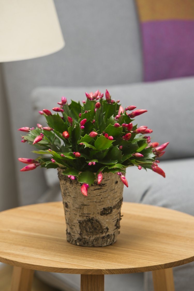 exotiska-vardagsrum-krukväxter-schlumbergera-vinter-kaktus-knoppar