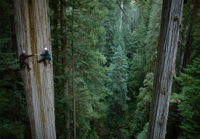 klättringsport hög trädskogsrisk