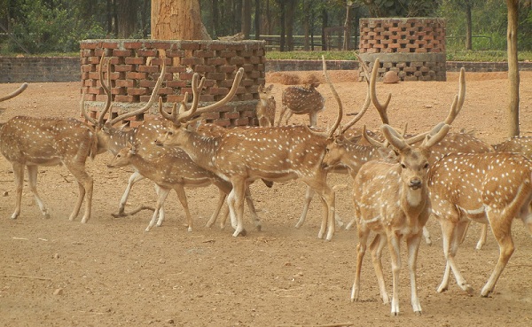 πάρκα-σε-jharkhand-ranchi-deer-park