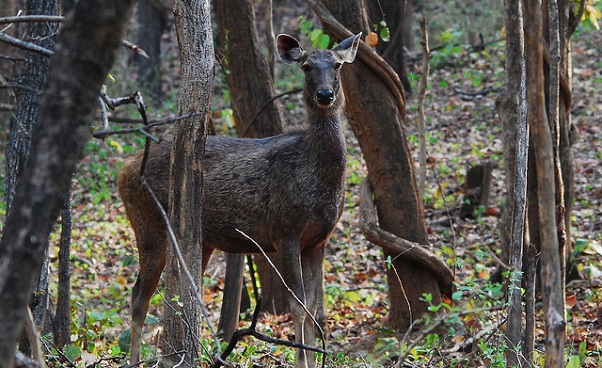 puistot-in-odisha-ushakothi-wildlife-sanctuary