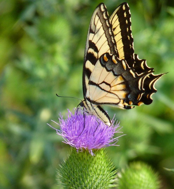 Fjärilar trädgård lockar - idéer och tips - för odling av växter