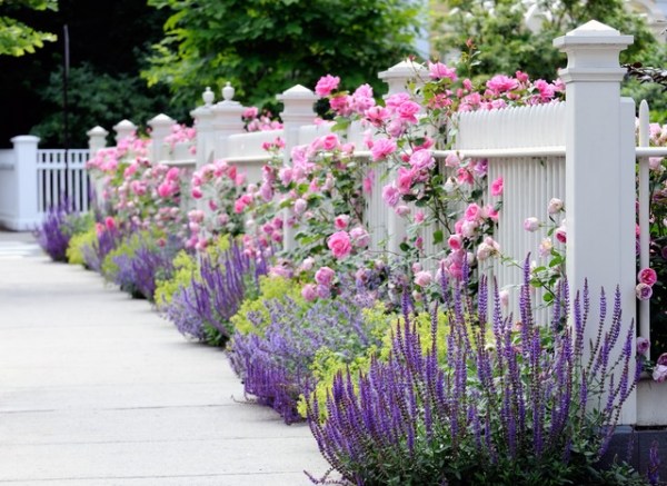 Vitmålade trädgårdsstaketväxter - rosa lila fleråriga blommor