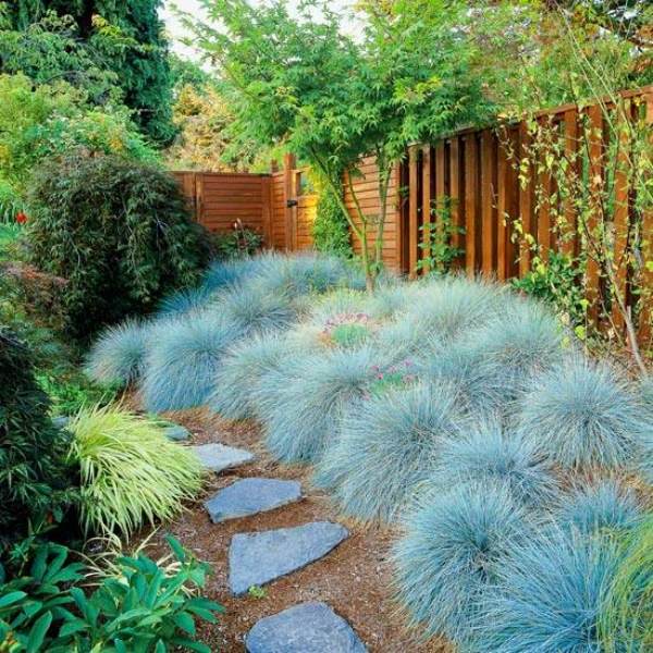 sommar trädgård-växt idéer flerårig-blå svingel-säng