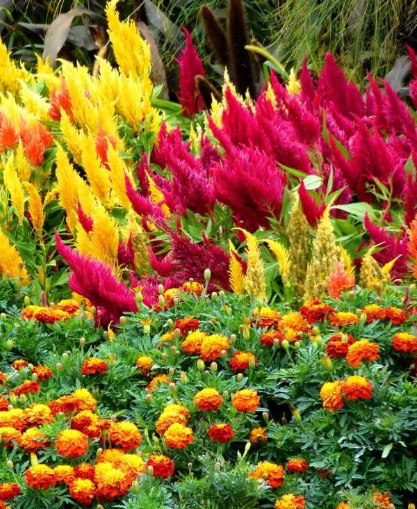 blommande blomsterträdgård i sommarfärger flammande-röd gul-orange