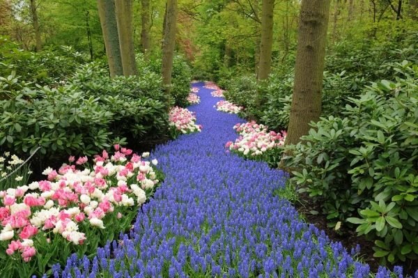 växt-flod blå-tulpaner blomsterbädd färgglada idéer