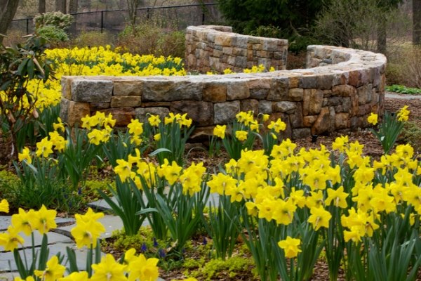 Landskap trädgårdslökar vårblommande påsklilja gul trädgård design beroende på säsong